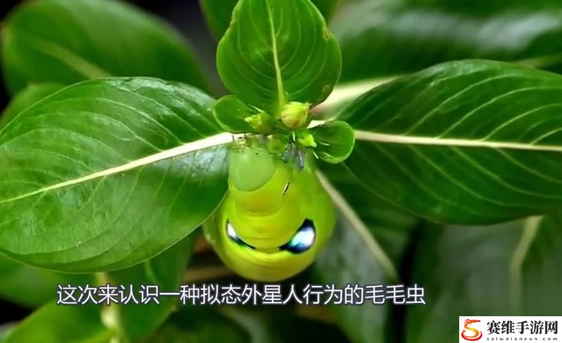 他的舌头探进蜜源毛毛虫说说视频