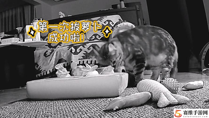  在“二人世界拔萝卜生猴子”中寻找生活的乐趣和意义