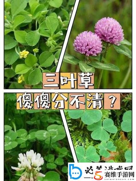 成品人与精品人四叶草，用户热议：从理想到现实的差距