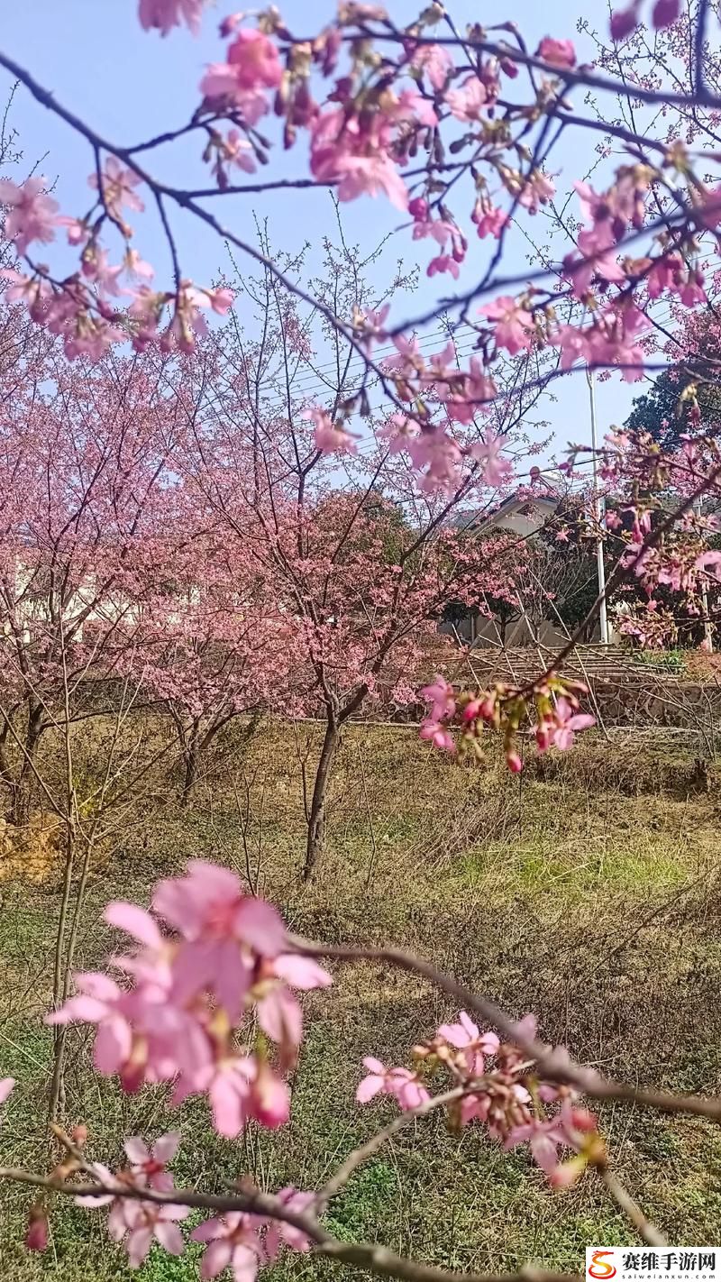  樱花视频：春日中的浪漫瞬间