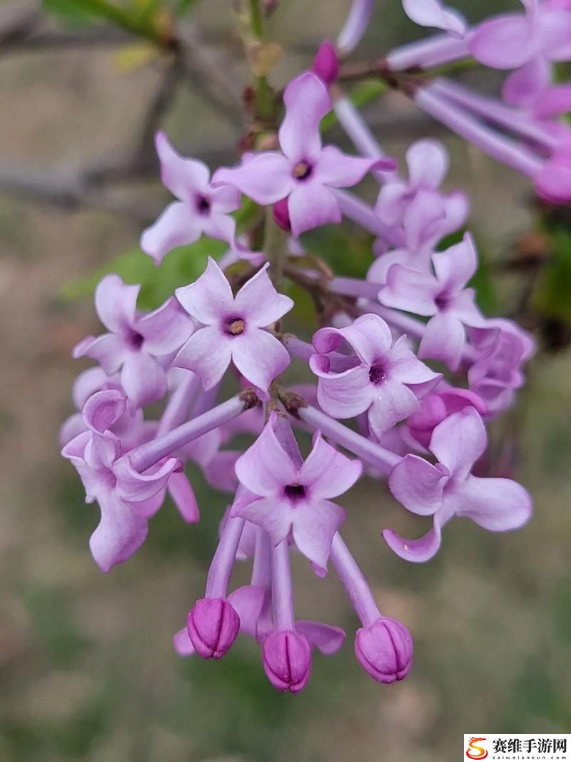 探索“丁香花完整视频在线观看”的魅力与内涵