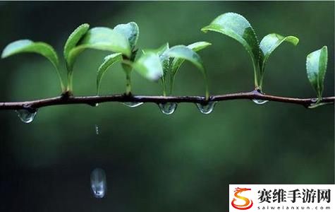 春雨免费视频，平台：享受无尽视听盛宴