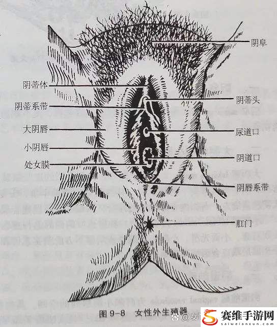  追溯“大荫蒂BBBBBB大荫蒂”的艺术魅力与文化影响