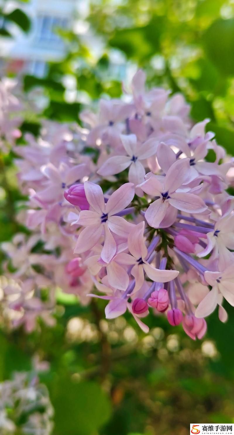  探索“丁香花免费高清完整在线观看”的美丽世界